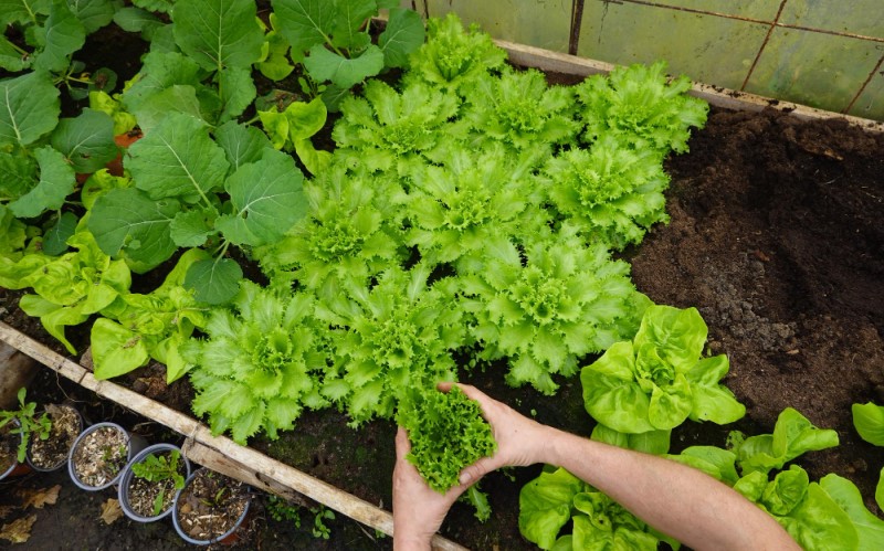 Философия No-Dig (&laquo;не копай&raquo;) и использование высоких грядок решают сразу несколько проблем