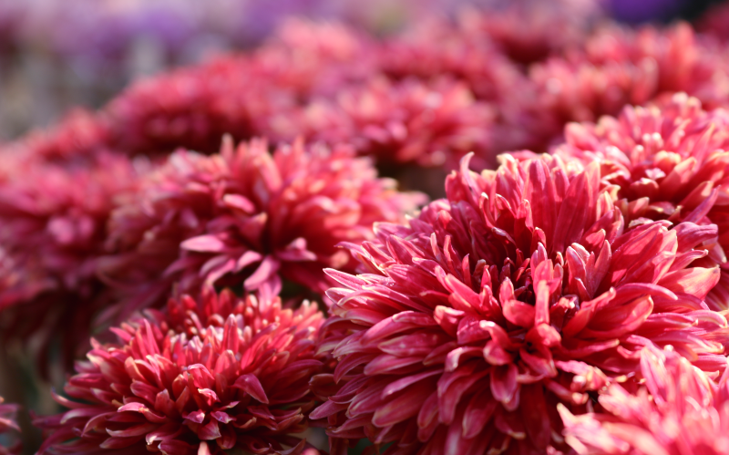 Астра не требует обрезки или уборки побегов перед наступлением холодов