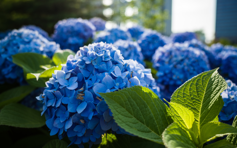 Гортензию не следует обрезать осенью, так как новые цветочные почки формируются на прошлогодних побегах