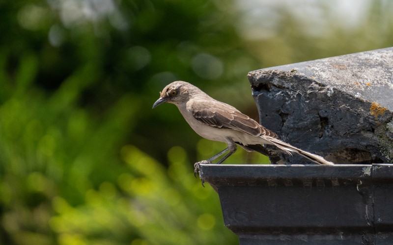 Пернатые соседи приносят много пользы, но иногда наносят и вред