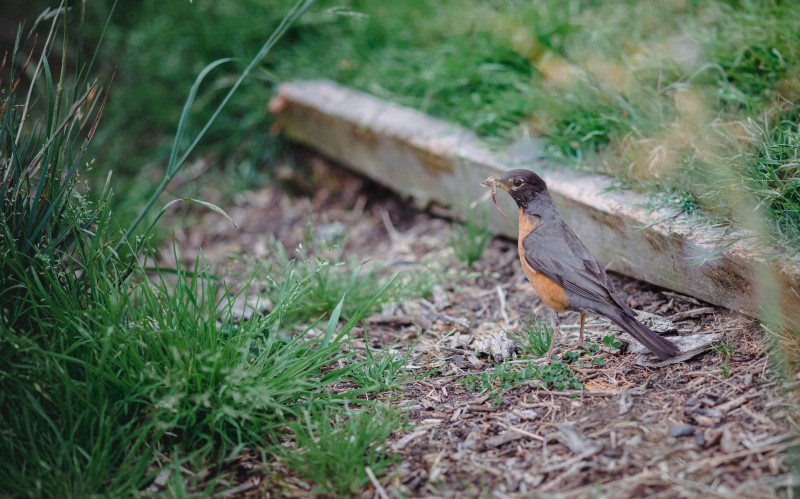 Можно сделать звуковые отпугиватели своими руками из разных металлических предметов