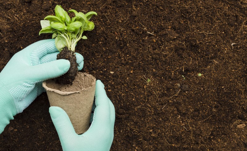 Состав почвы играет ключевую роль в успешном выращивании рассады