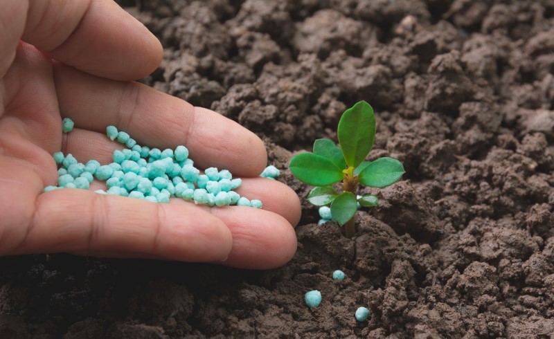 Спустя две недели после начала всходов у рассады наступает время первой подкормки