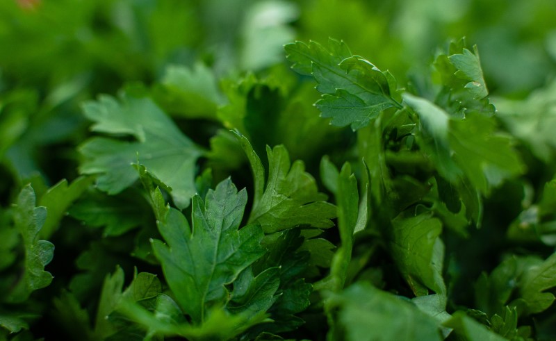 Первыми в открытый грунт высевают зеленные культуры, например, петрушку