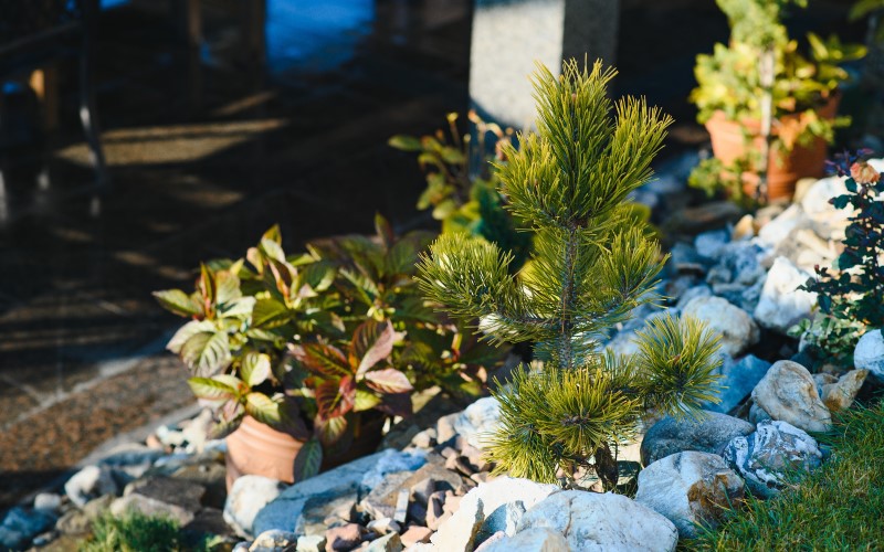 Зелёные насаждения возле хозяйственных построек – способ улучшить привлекательность загородной территории