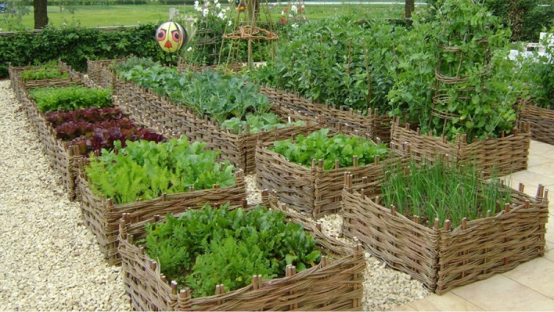 Сырая древесина