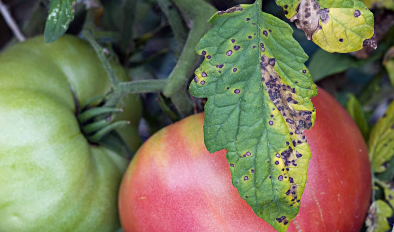Распространенные ошибки при выращивании помидоров