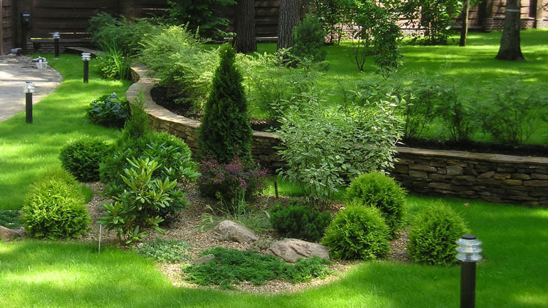 хвоя с литвенными деревьями