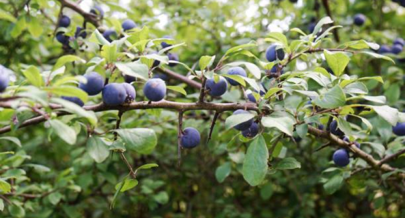 Плодовые кустарники