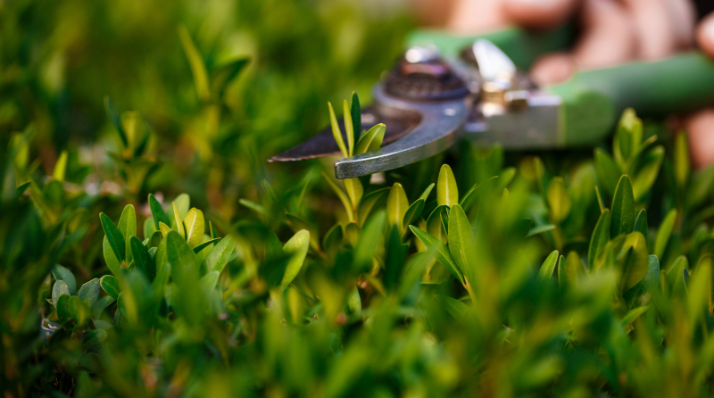 Важно правильно ухаживать за секатором любого вида - чистить и держать острым