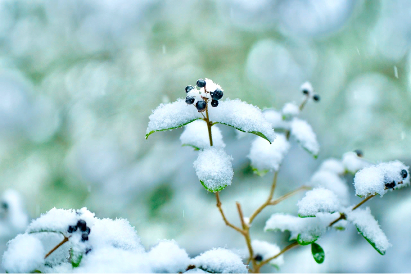 Снежные кусты