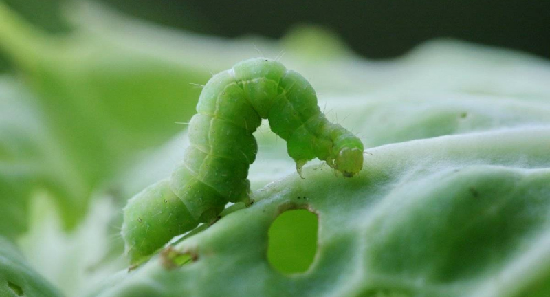 Вредители капусты