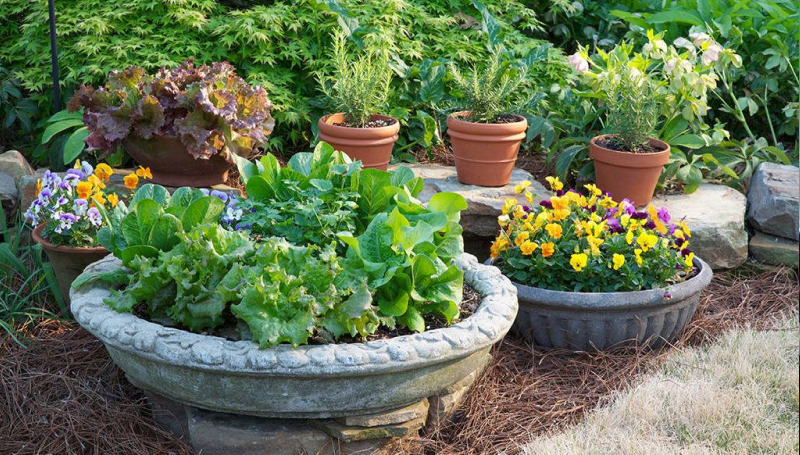 Контейнерное садоводство