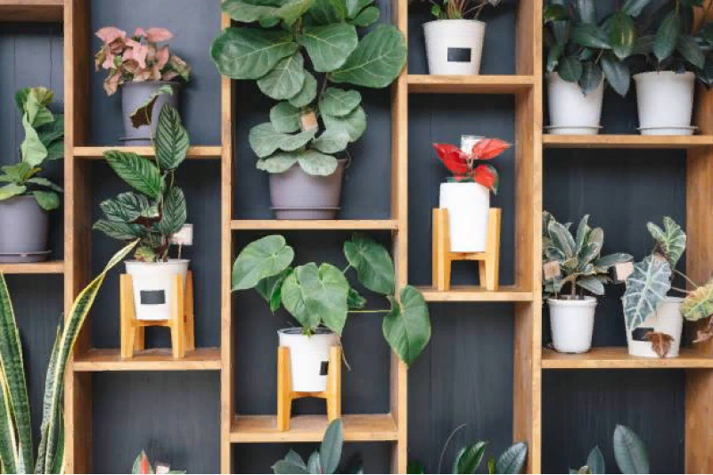 Комнатные растения