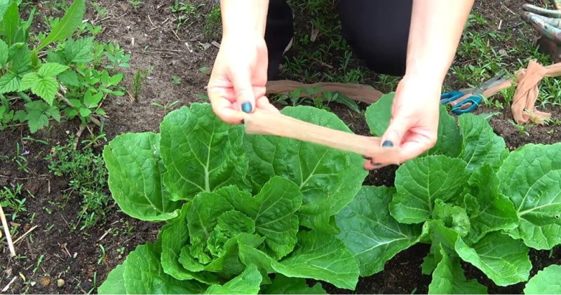 Чулки как средство защиты от вредителей