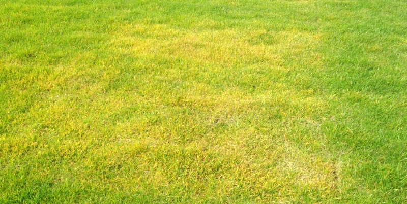 Пожелтевший газон