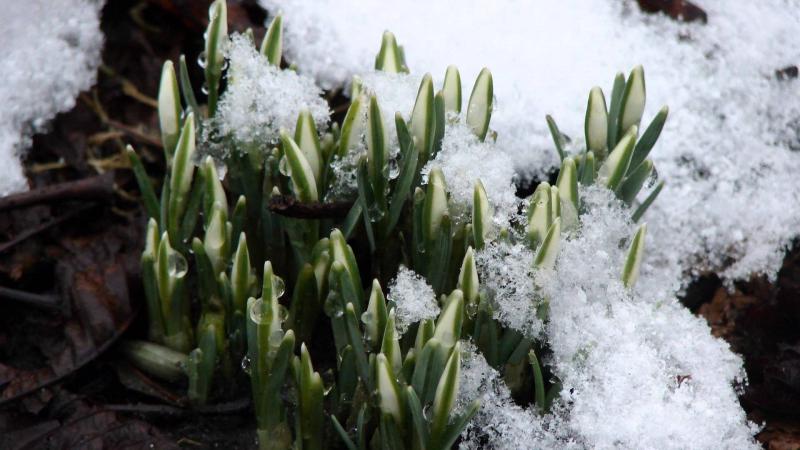 Подготовка к зиме и укрытие клематисов | Полезные статьи на блоге Беккер