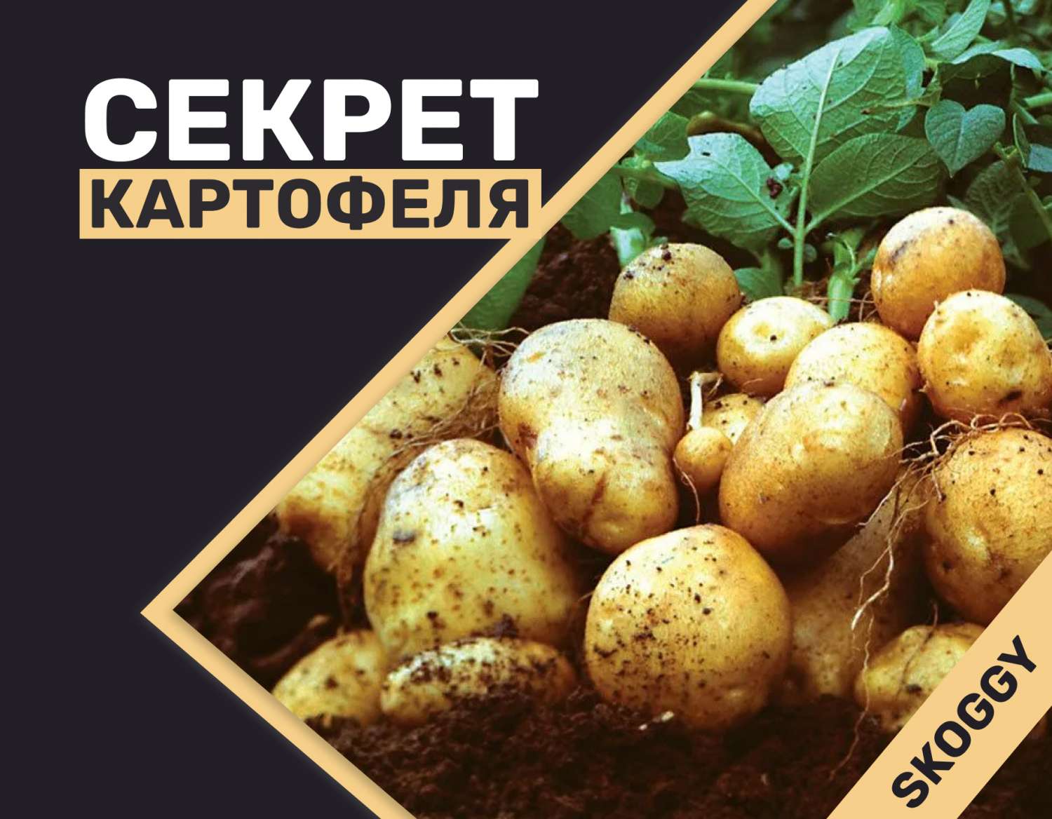 Секрет картофеля о котором мало кто знает | SKOGGY