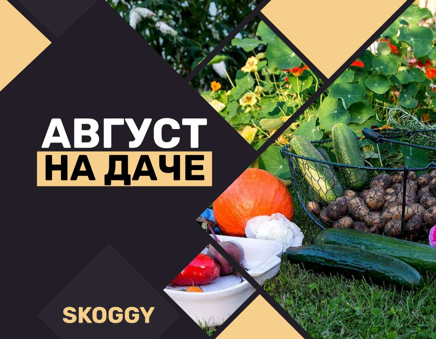 Что посадить в августе на даче: вторая волна урожая | SKOGGY