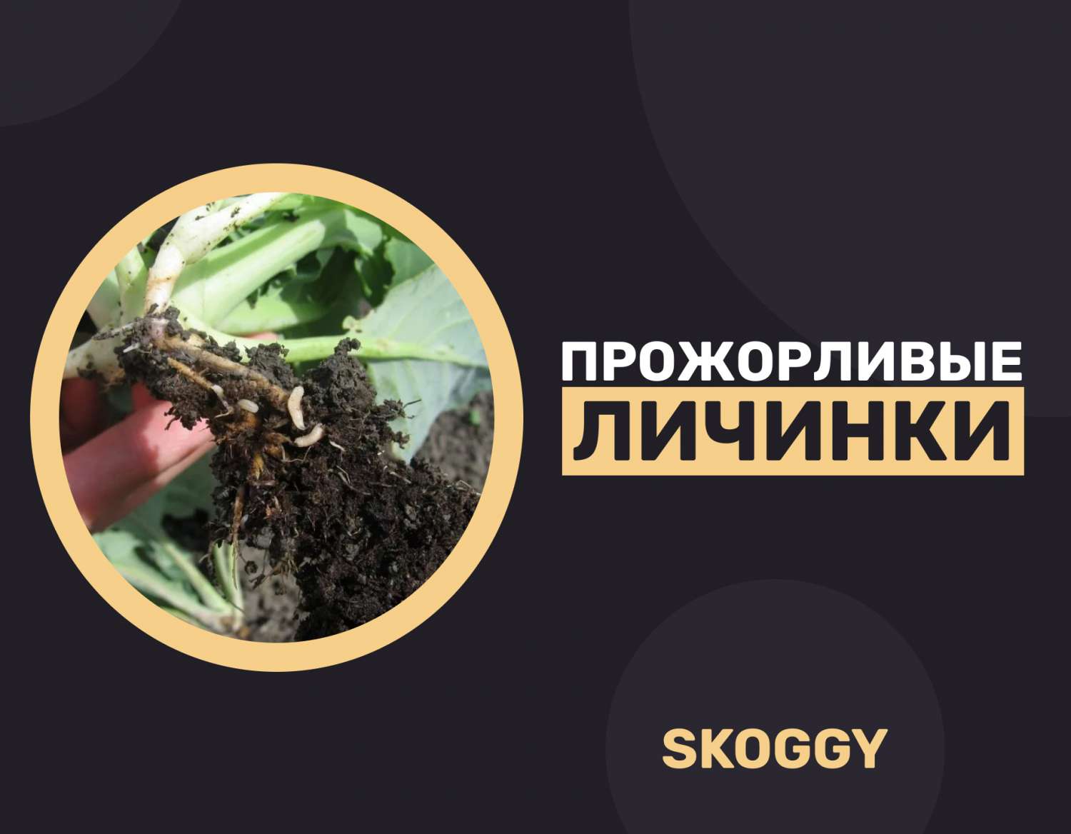 Личинки, истребляющие капусту: что с ними делать | SKOGGY