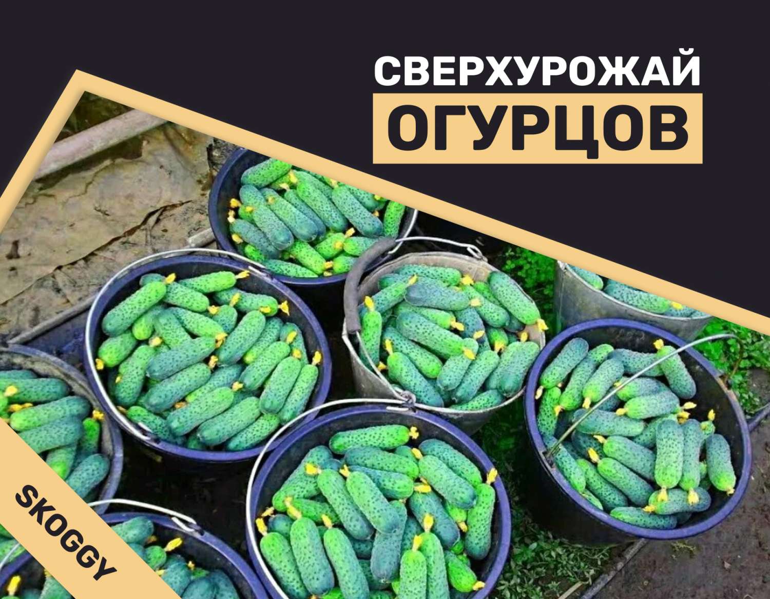 Избыток огурцов: несколько простых способов использования излишков | SKOGGY