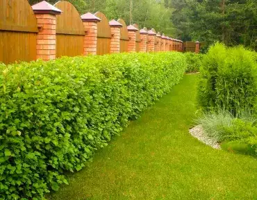 Живая изгородь Живая изгородь