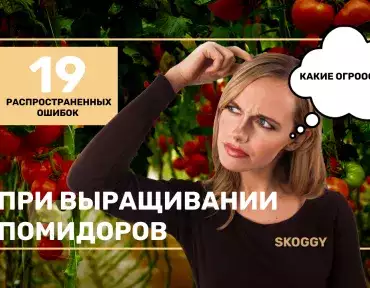Ошибки при выращивании помидоров Ошибки при выращивании помидоров