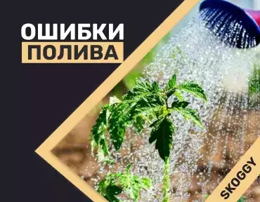 Ошибки полива Ошибки полива