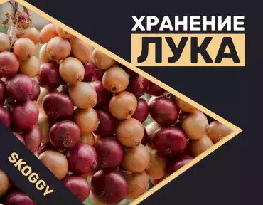 Хранение лука Хранение лука