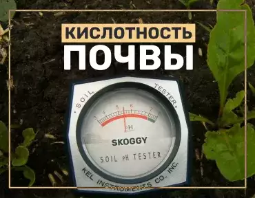 Кислотность почвы Кислотность почвы