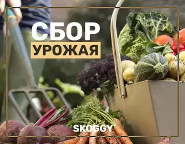 Сбор урожая Сбор урожая