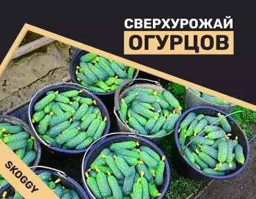 Избыток огурцов: несколько простых способов использования излишков Избыток огурцов: несколько простых способов использования излишков