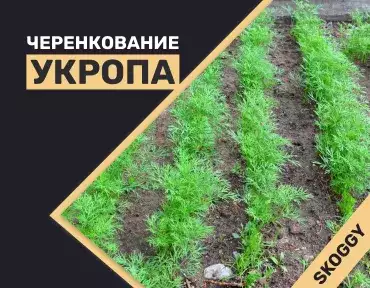 Черенкование укропа Черенкование укропа