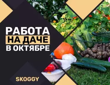 Работа на даче в октябре: список необходимых дел Работа на даче в октябре: список необходимых дел