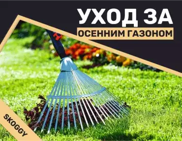Уход за осенним газоном Уход за осенним газоном