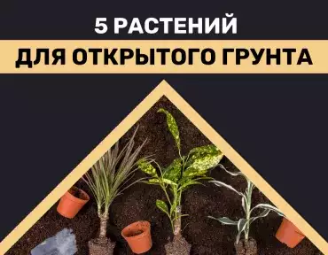 Растения для открытого грунта Растения для открытого грунта