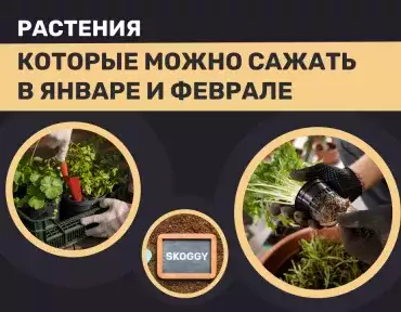 Овощи для выращивания в январе и феврале Овощи для выращивания в январе и феврале