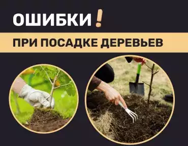 Ошибки при посадке деревьев Ошибки при посадке деревьев