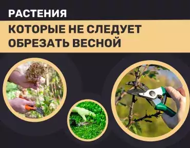 Растения, которые не следует обрезать весной Растения, которые не следует обрезать весной