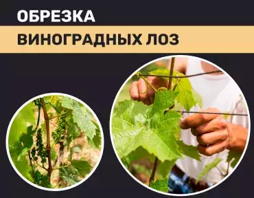 Обрезка виноградных лоз Обрезка виноградных лоз