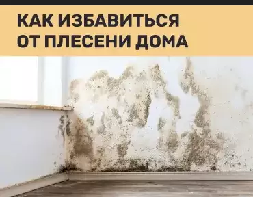 Как избавиться от плесени дома Как избавиться от плесени дома