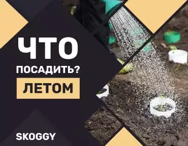 Что посадить в июне Что посадить в июне