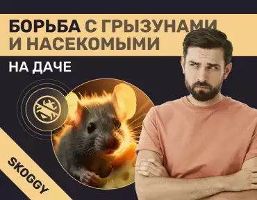 Борьба с грызунами и насекомыми на даче: мыши, осы, дезинсекция