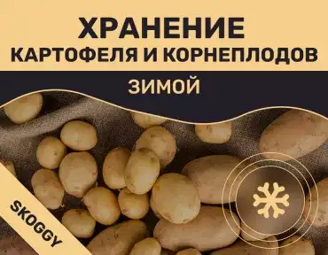 Хранение картофеля и корнеплодов зимой: погреб и нормативы